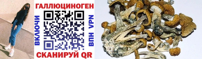 Галлюциногенные грибы Cubensis  Алейск 